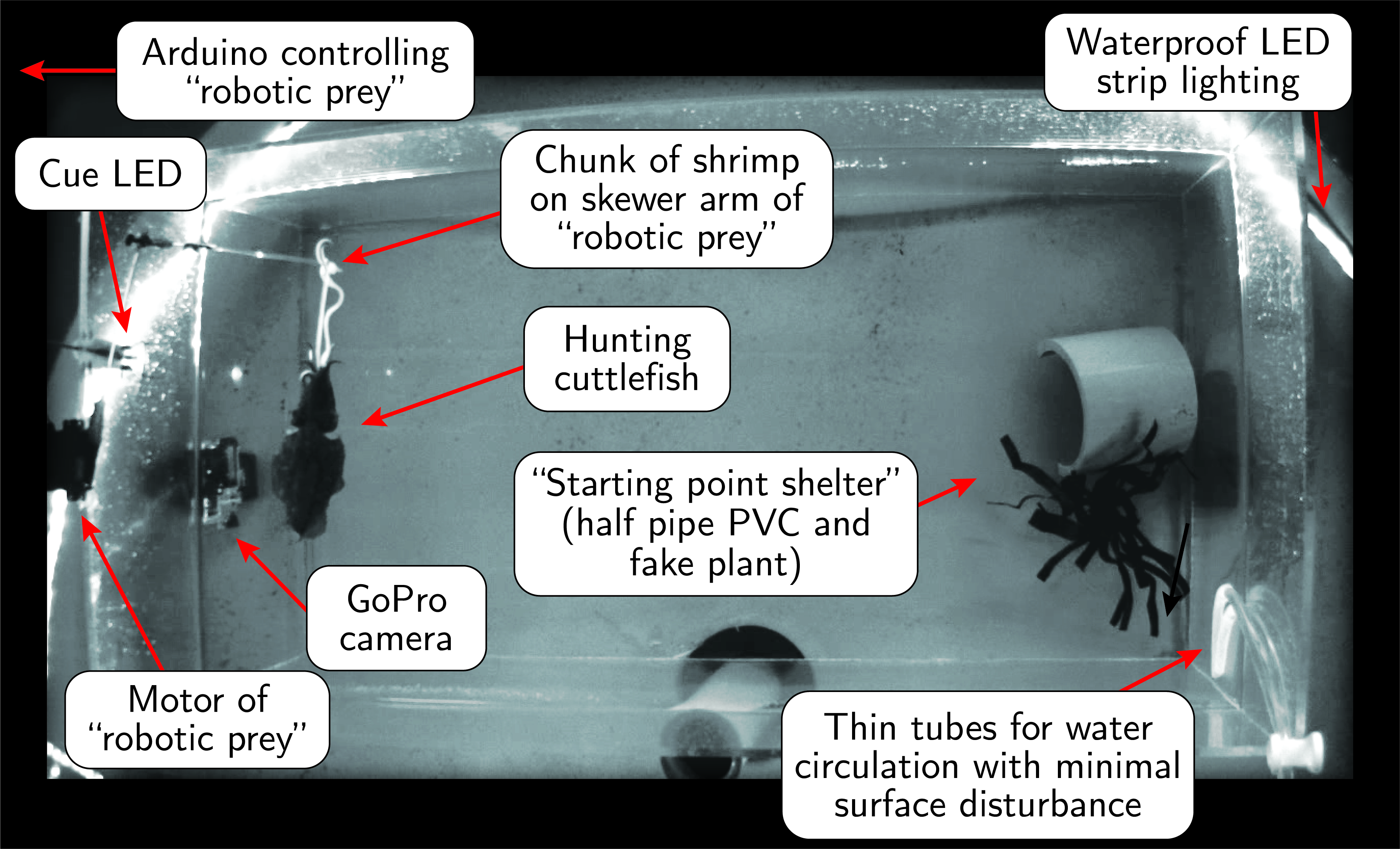 Figure S2: Overhead view of hunting box inside the holding tank.