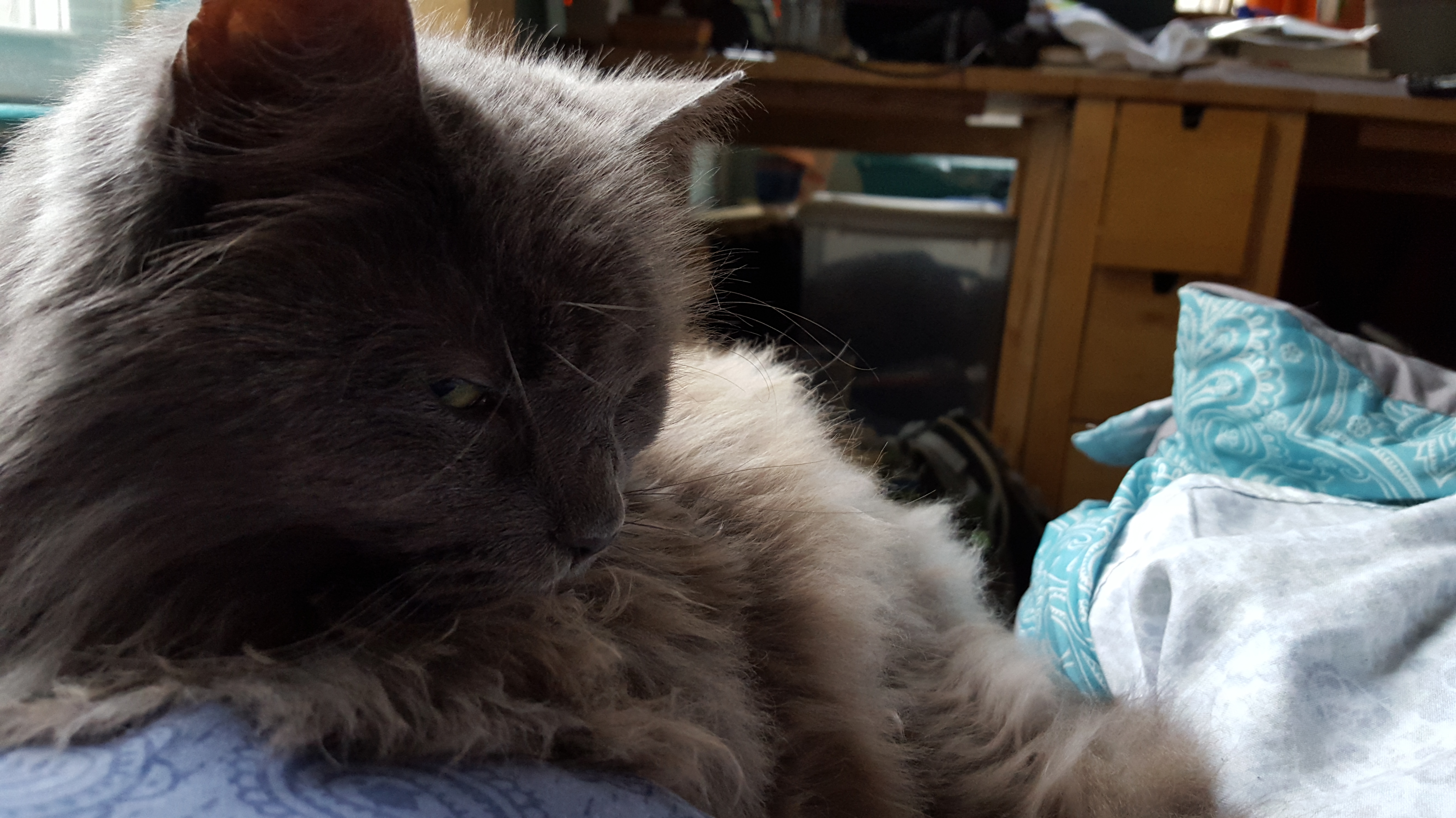 Cats!