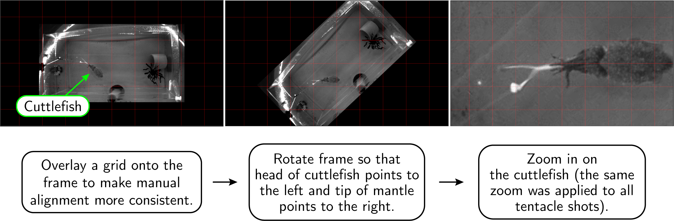 Figure S3: TGB Videos, spatial alignment