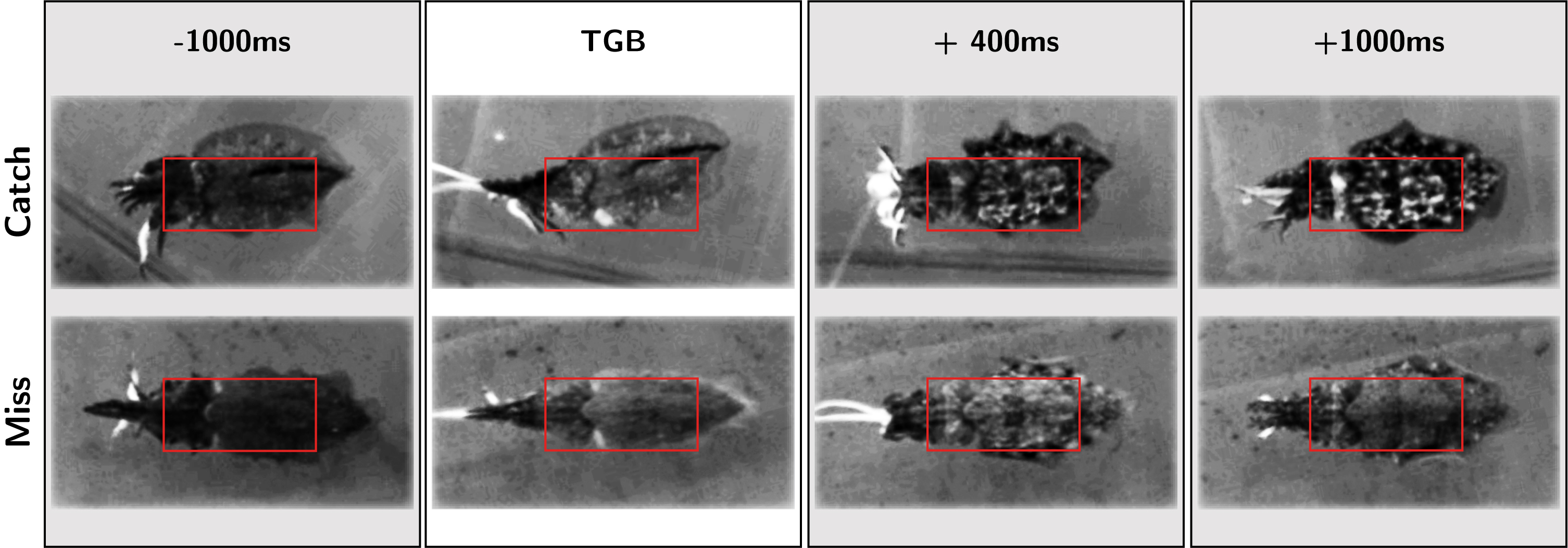 Ethogram of body pattern changes during hunting behavior in captive Sepia officinalis