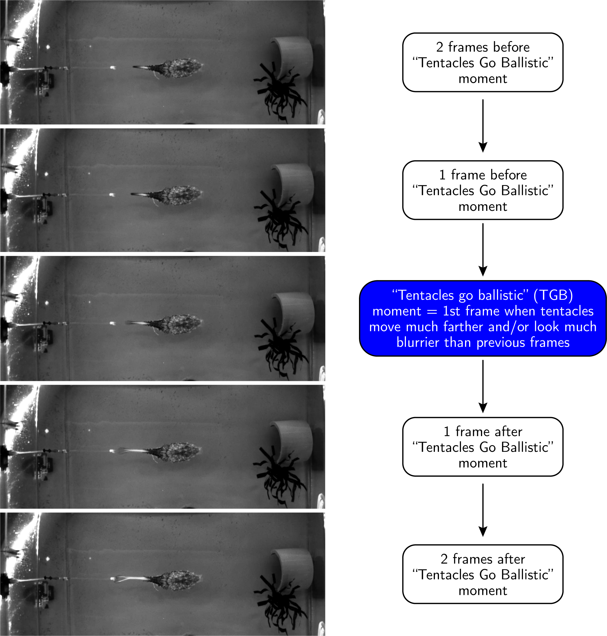 Figure S4: TGB Videos, temporal alignment