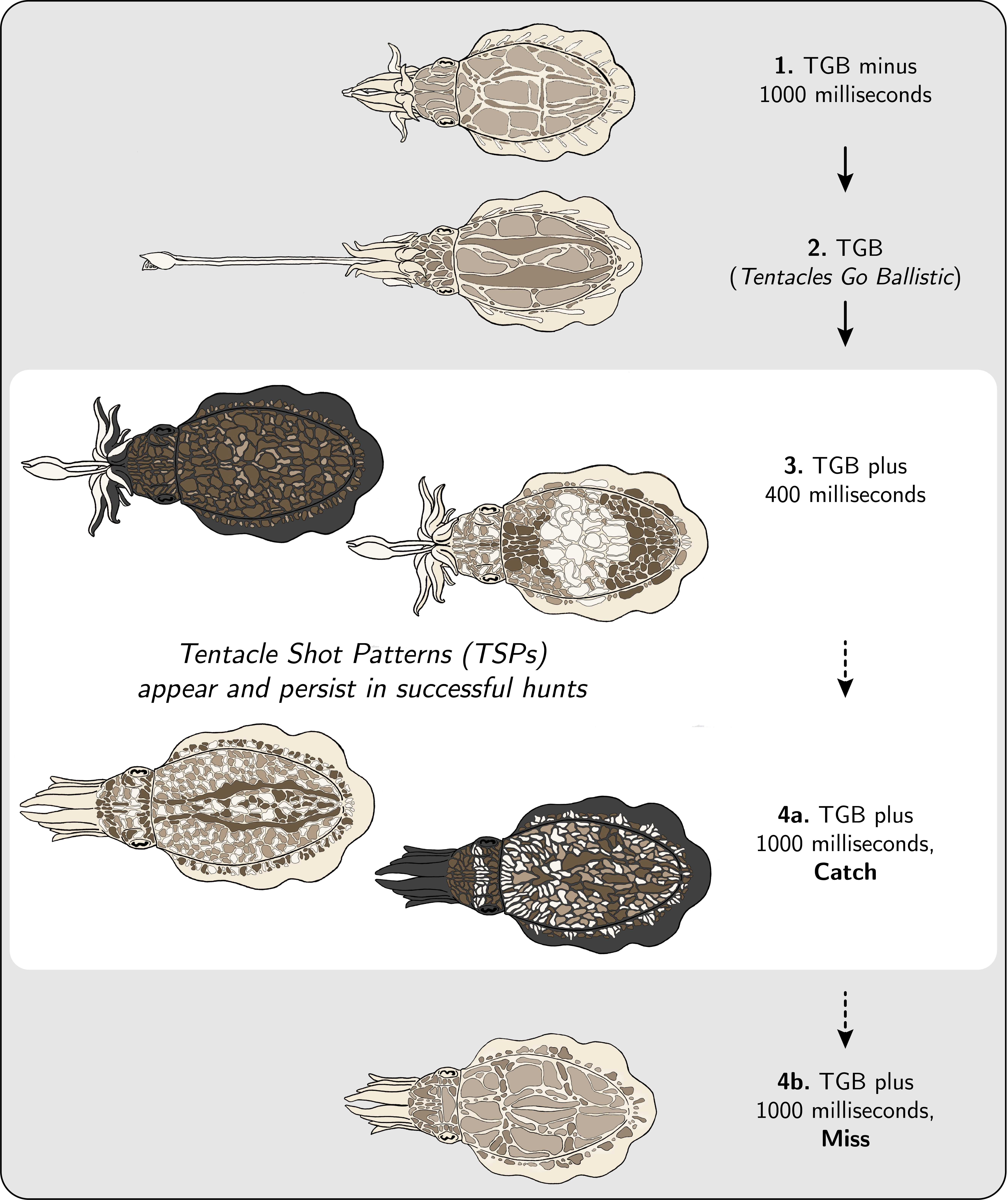 Schematic of body pattern changes during prey capture, shown in 4 stages