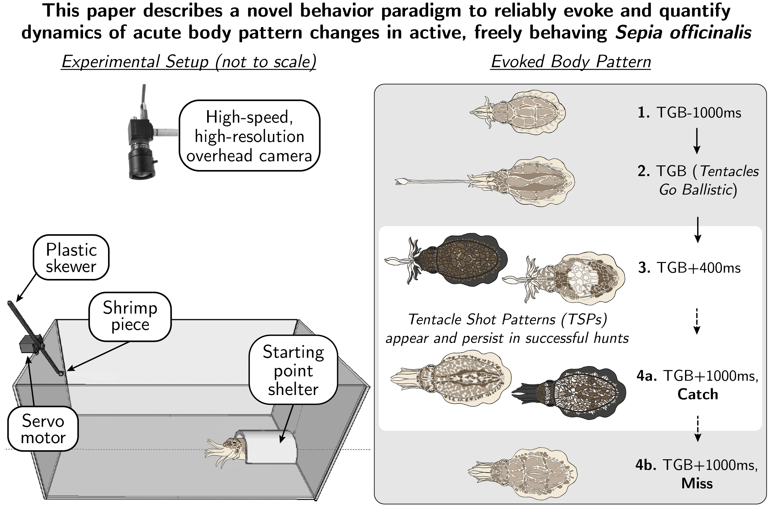 Graphical Abstract