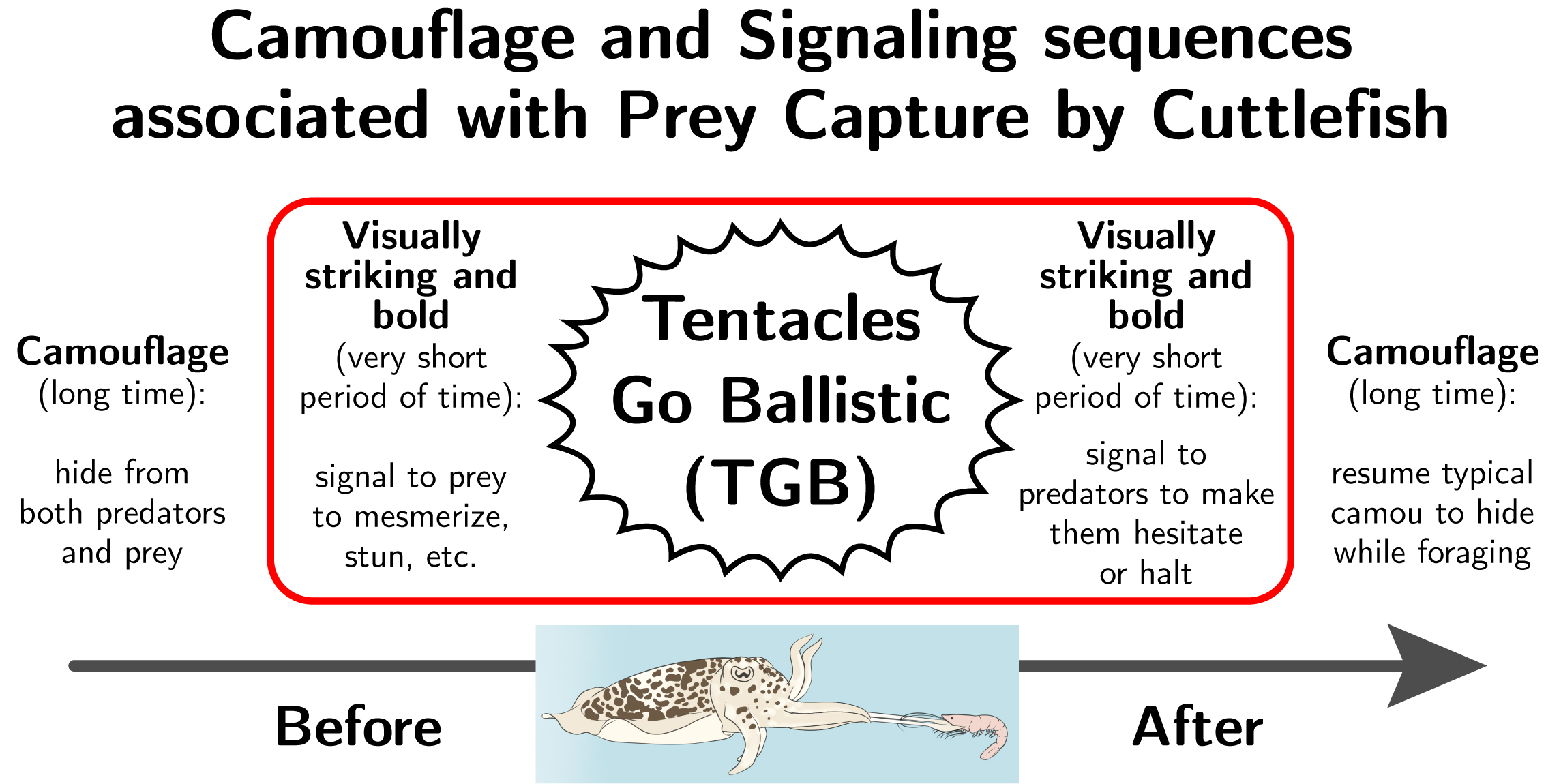 Camouflage and signaling sequences associated with prey capture by cuttlefish