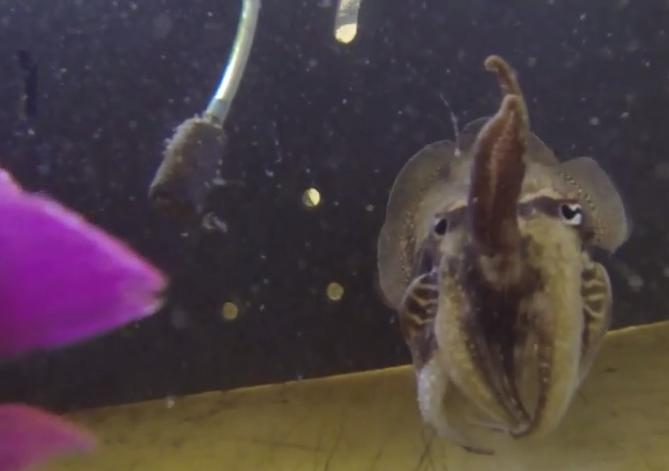 Cuttlefish Hunting Behavior