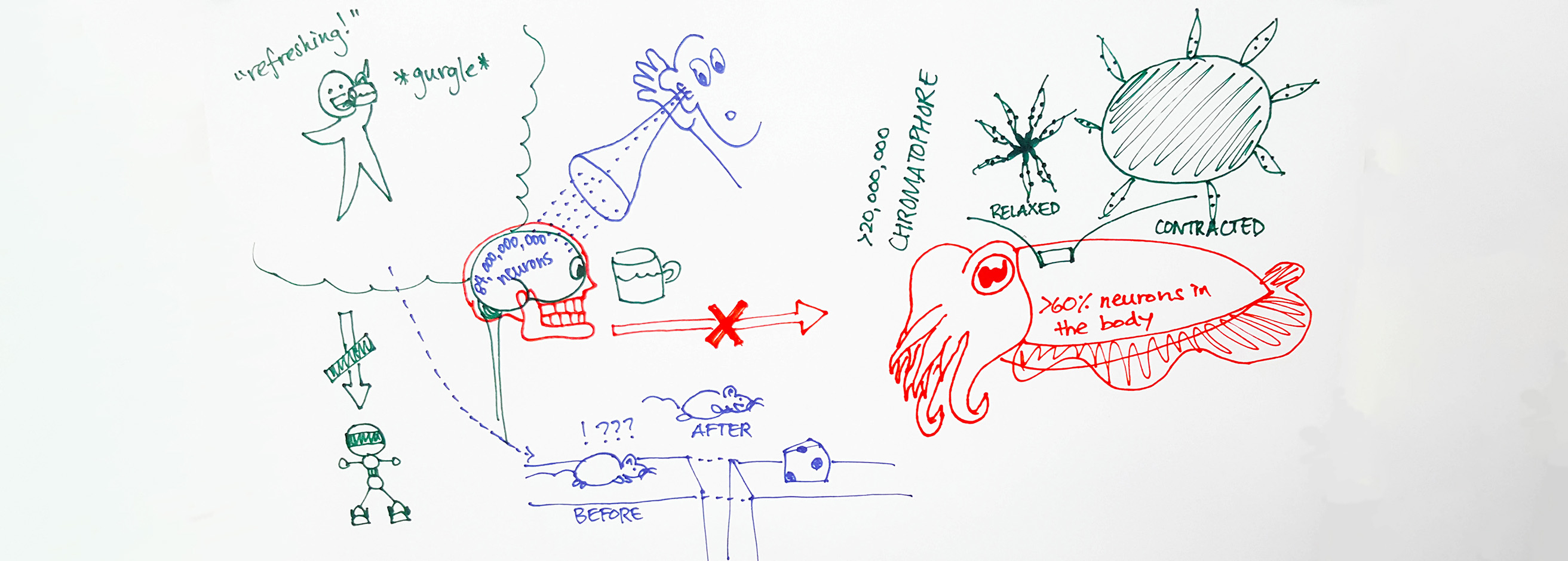 a drawing depicting aspects of Danbee's PhD research